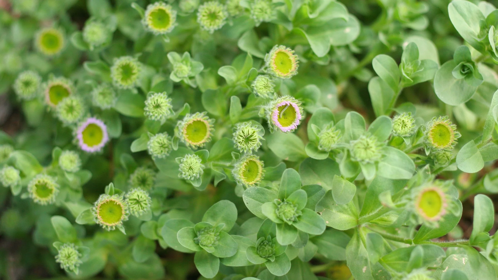 Cultivate Life in Your Backyard